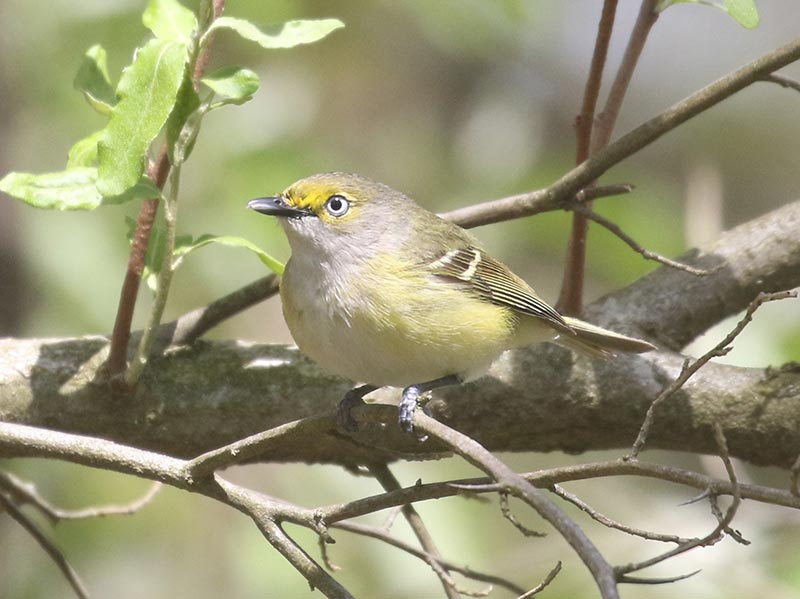 Mystery bird to be identified