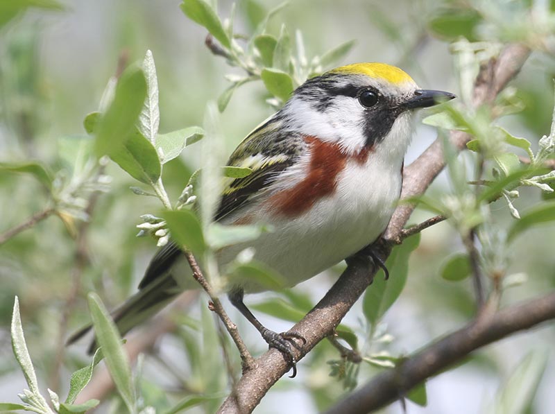 Mystery bird to be identified