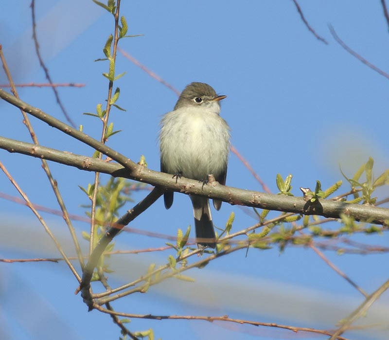 Mystery bird to be identified