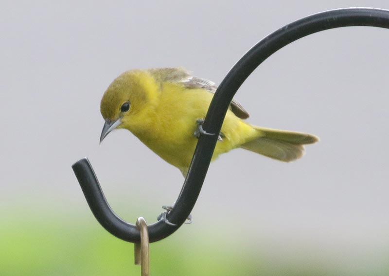 Mystery bird to be identified