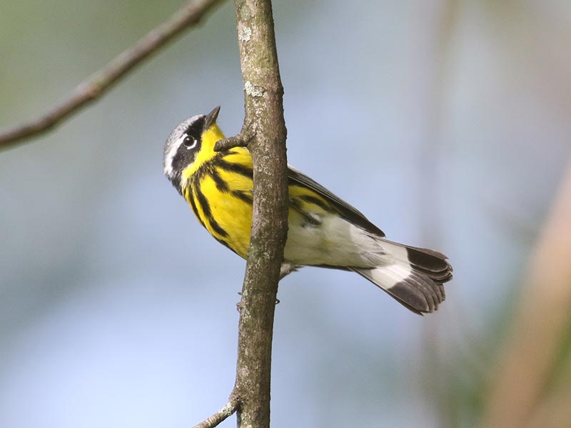 Mystery bird to be identified