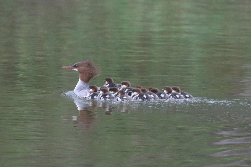 Mystery bird to be identified