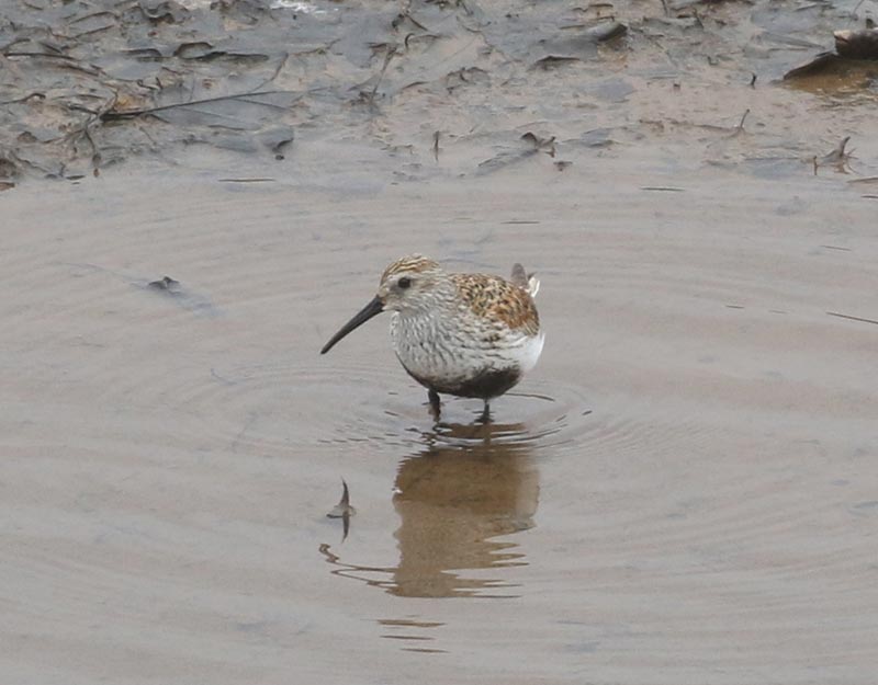 Mystery bird to be identified