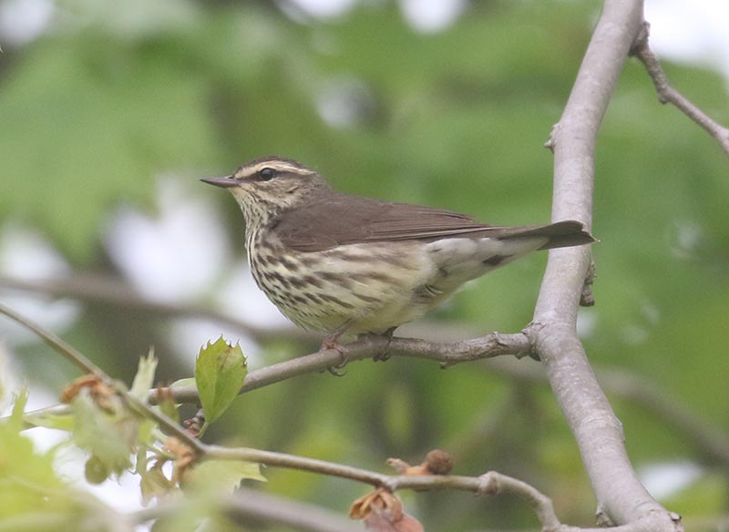 Mystery bird to be identified