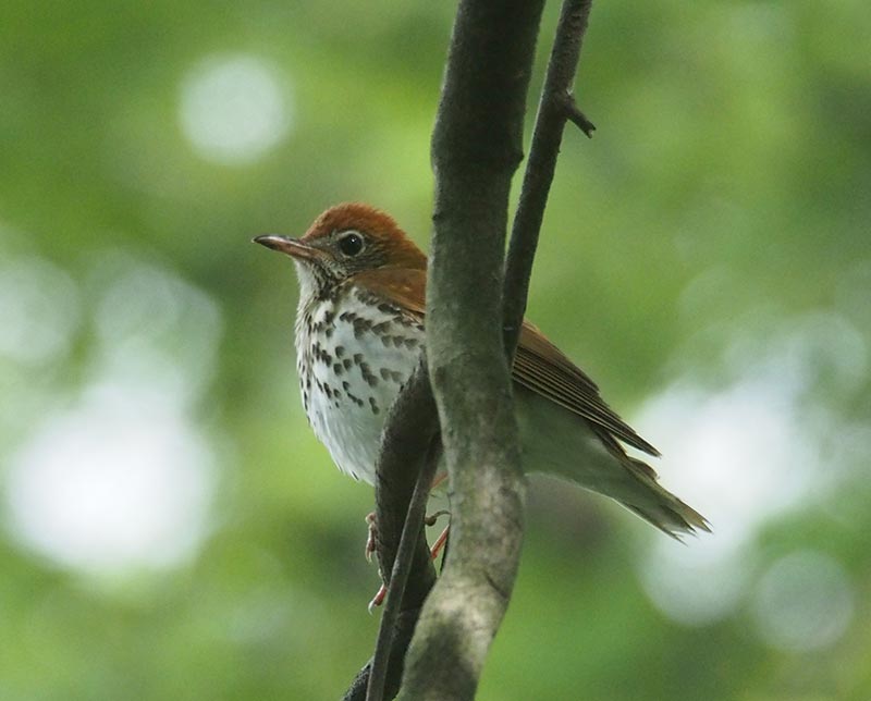 Mystery bird to be identified