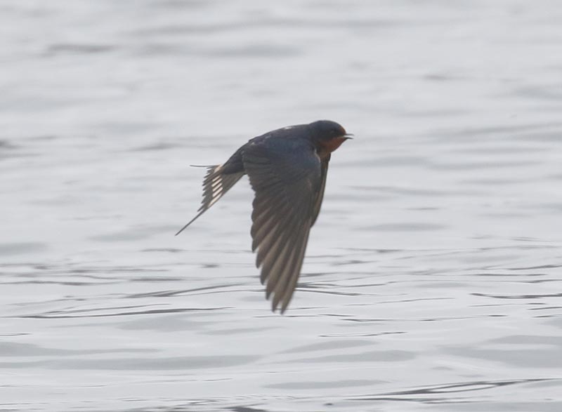 Mystery bird to be identified