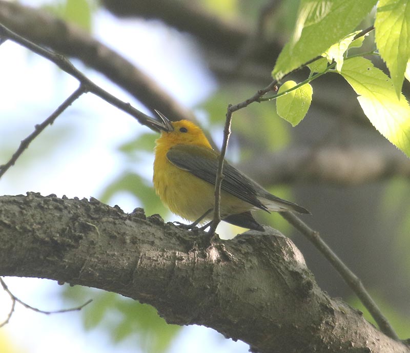 Mystery bird to be identified