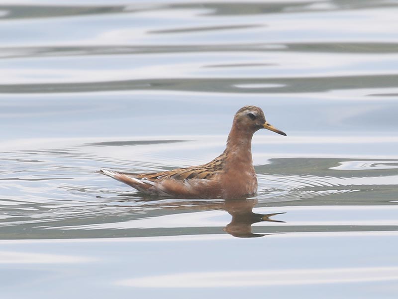 Mystery bird to be identified