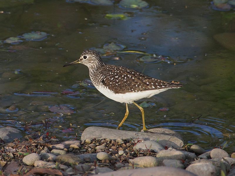 Mystery bird to be identified