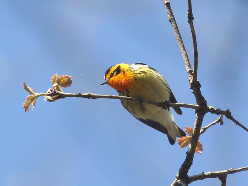 Mystery bird to be identified