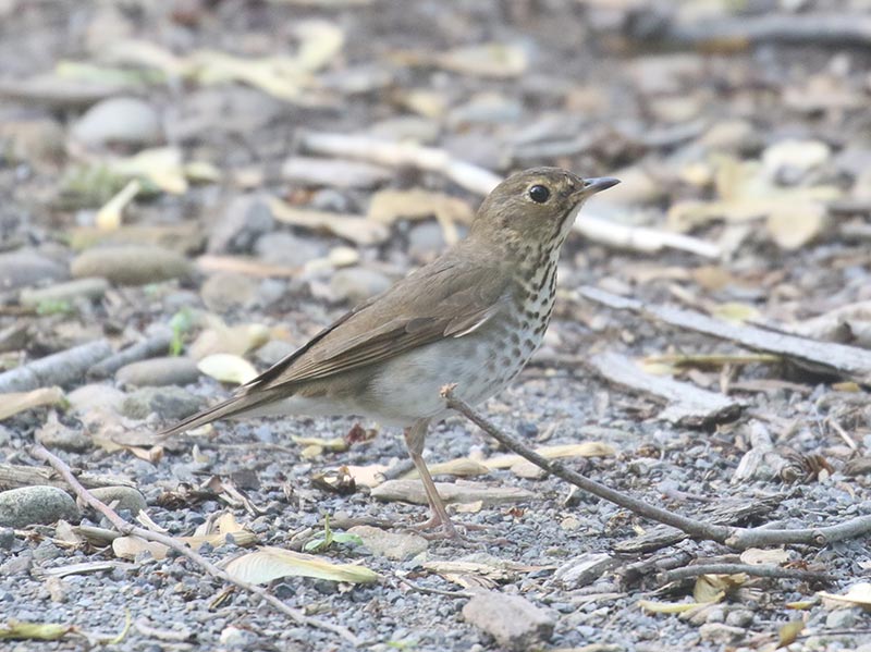 Mystery bird to be identified