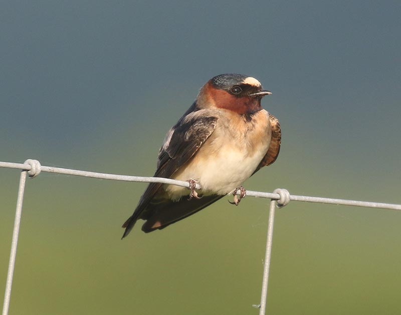 Mystery bird to be identified
