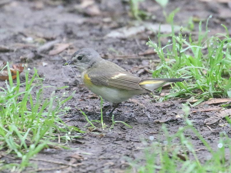Mystery bird to be identified