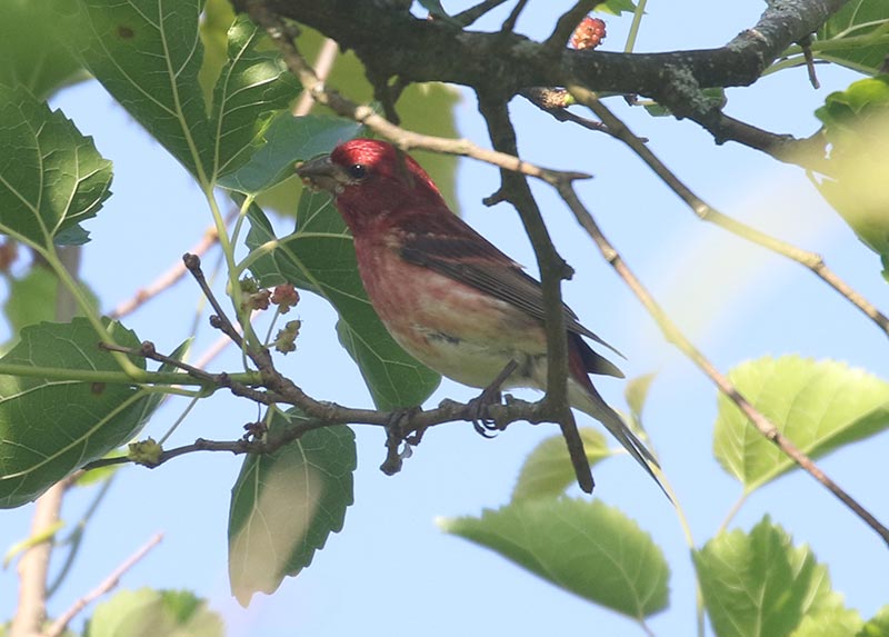 Mystery bird to be identified
