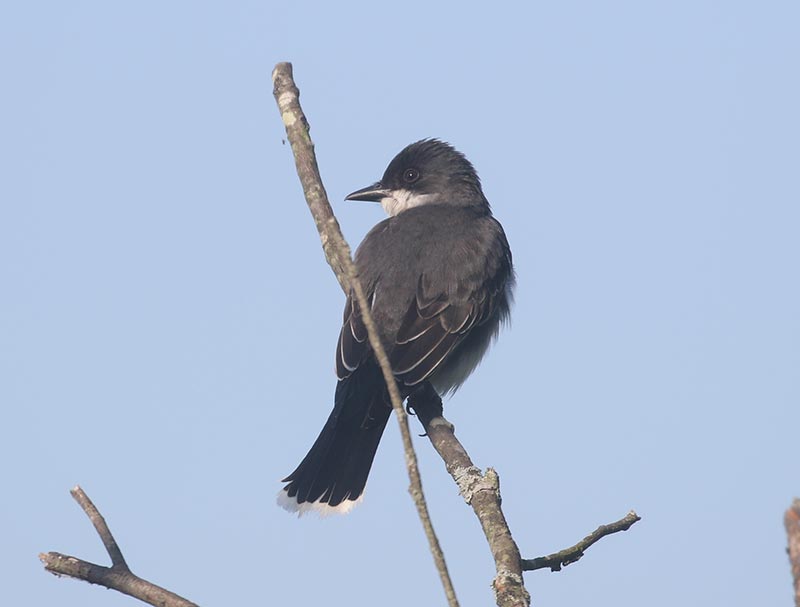 Mystery bird to be identified