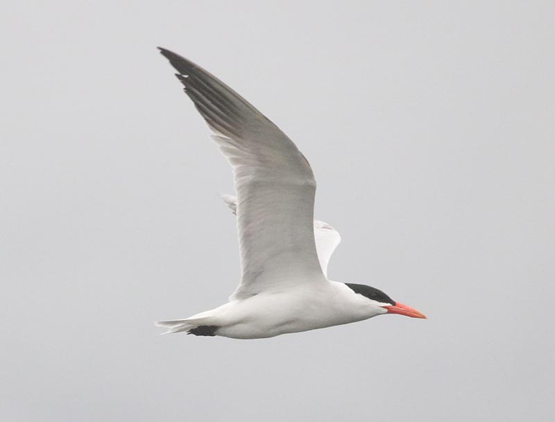 Mystery bird to be identified