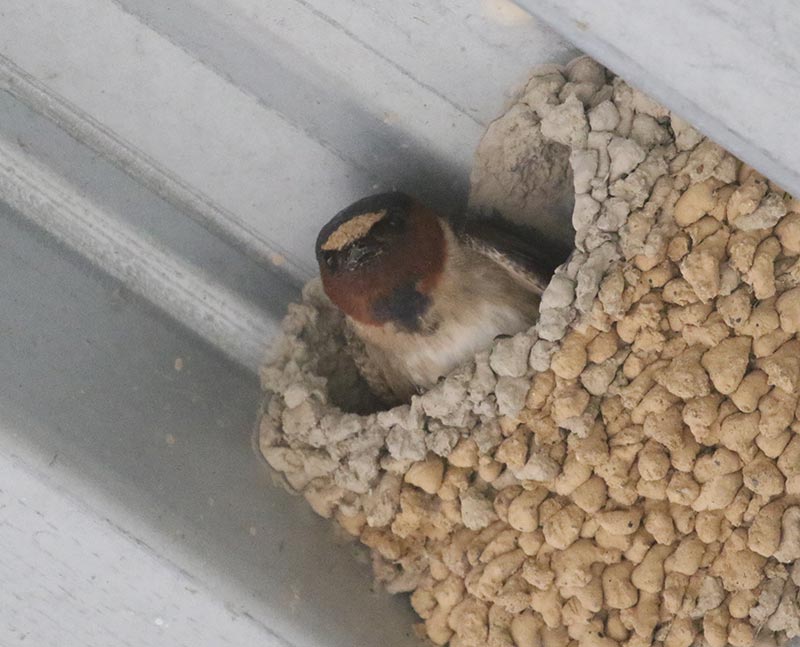 Mystery bird to be identified