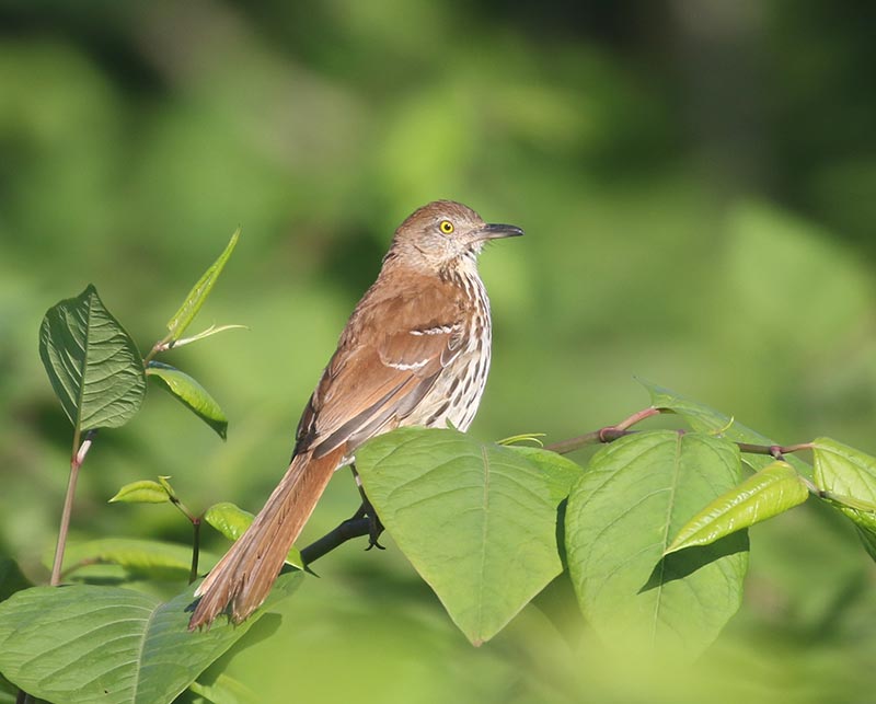 Mystery bird to be identified