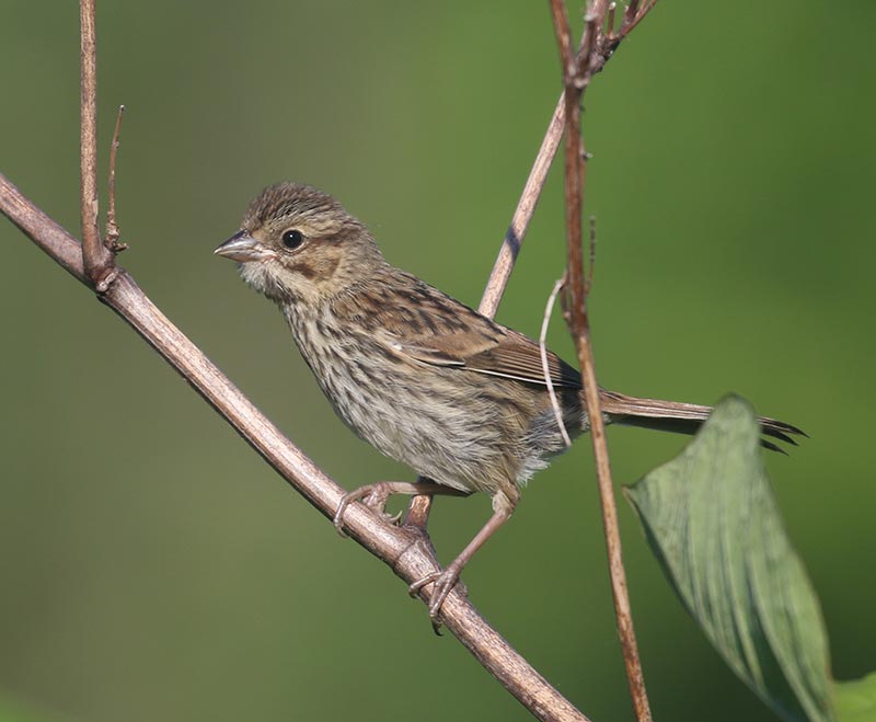 Mystery bird to be identified