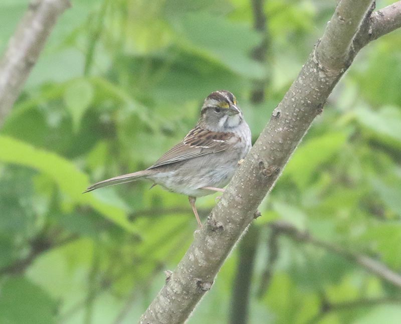 Mystery bird to be identified