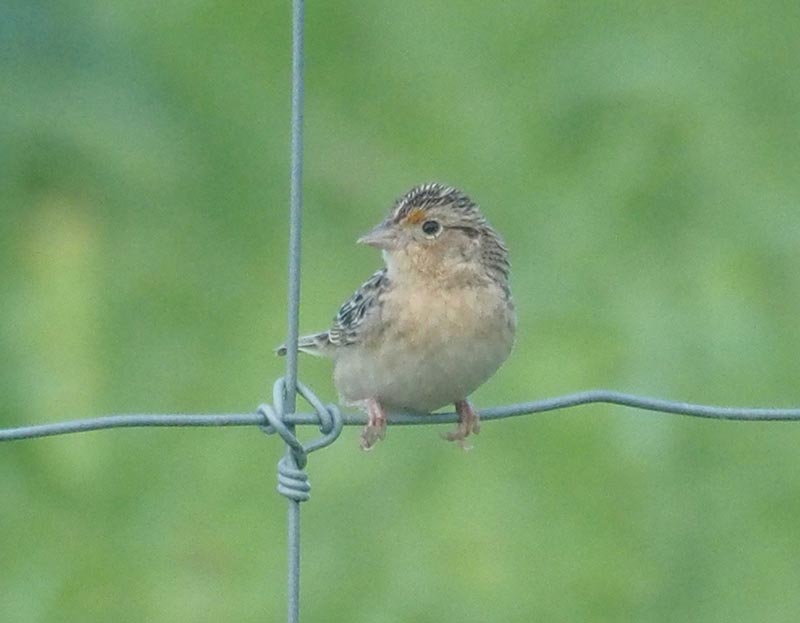 Mystery bird to be identified