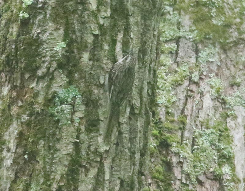 Mystery bird to be identified