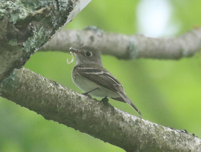 Mystery bird to be identified