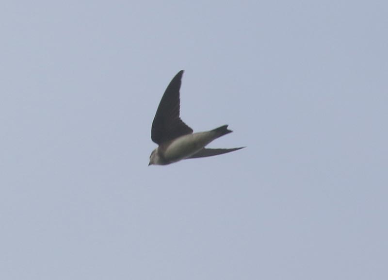 Mystery bird to be identified