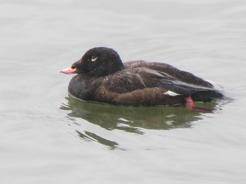 Mystery bird to be identified