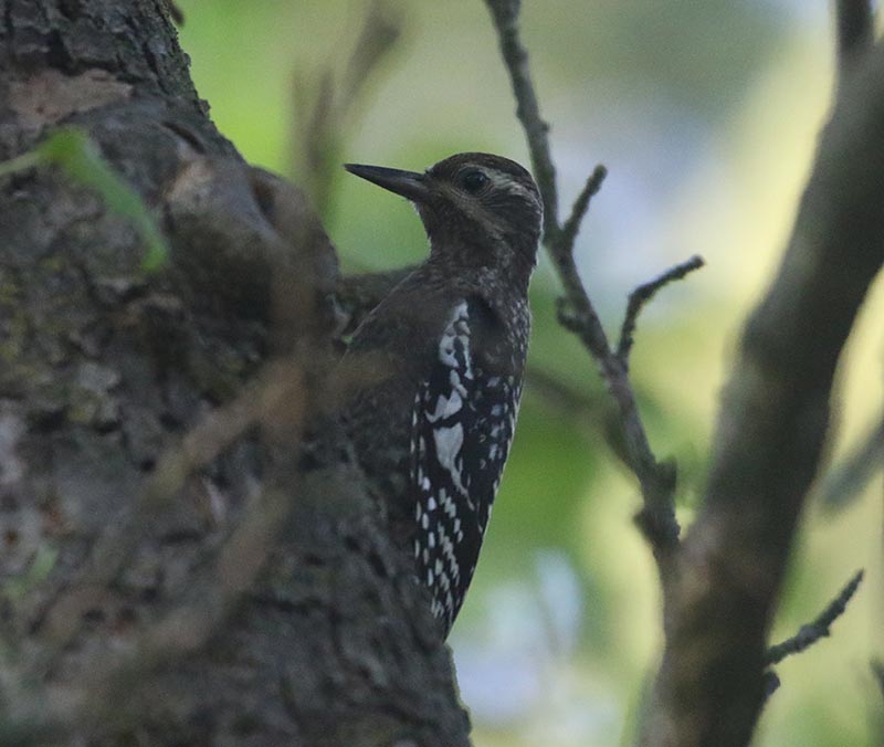 Mystery bird to be identified