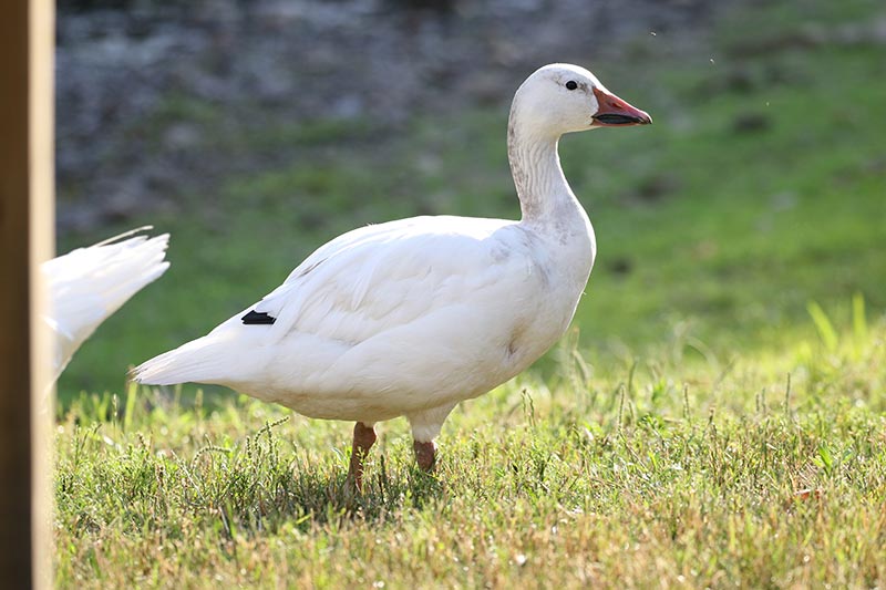 Mystery bird to be identified