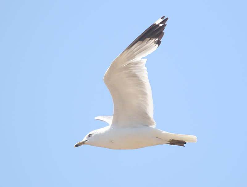 Mystery bird to be identified