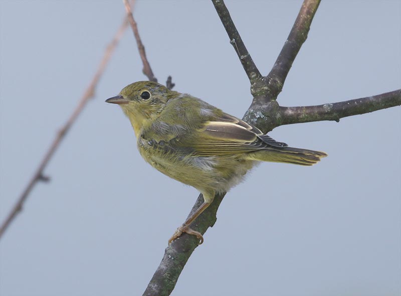 Mystery bird to be identified