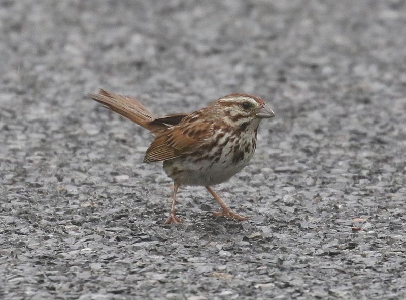 Mystery bird to be identified