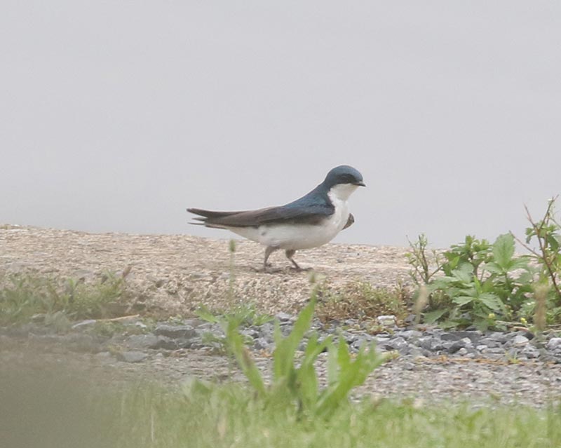 Mystery bird to be identified