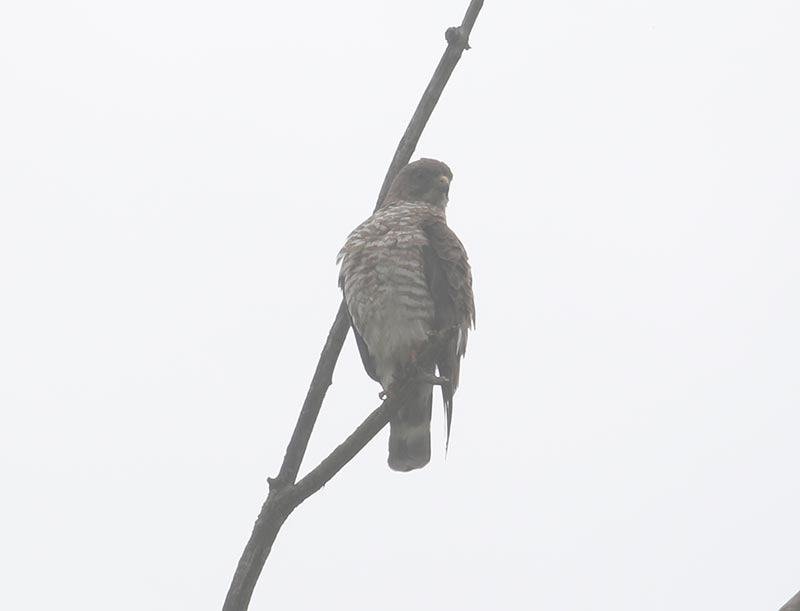 Mystery bird to be identified