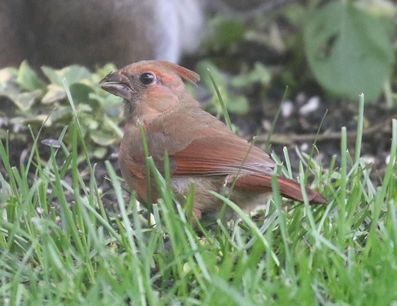 Mystery bird to be identified