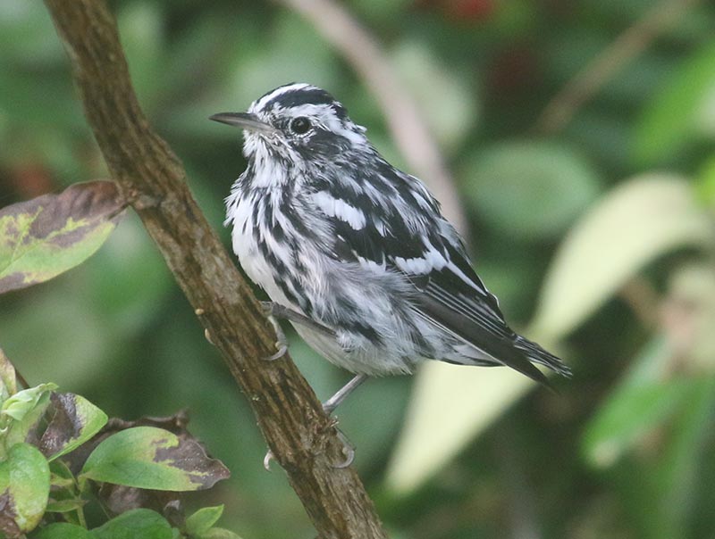 Mystery bird to be identified