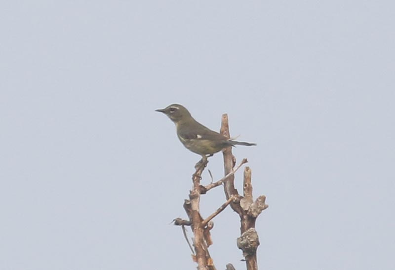 Mystery bird to be identified