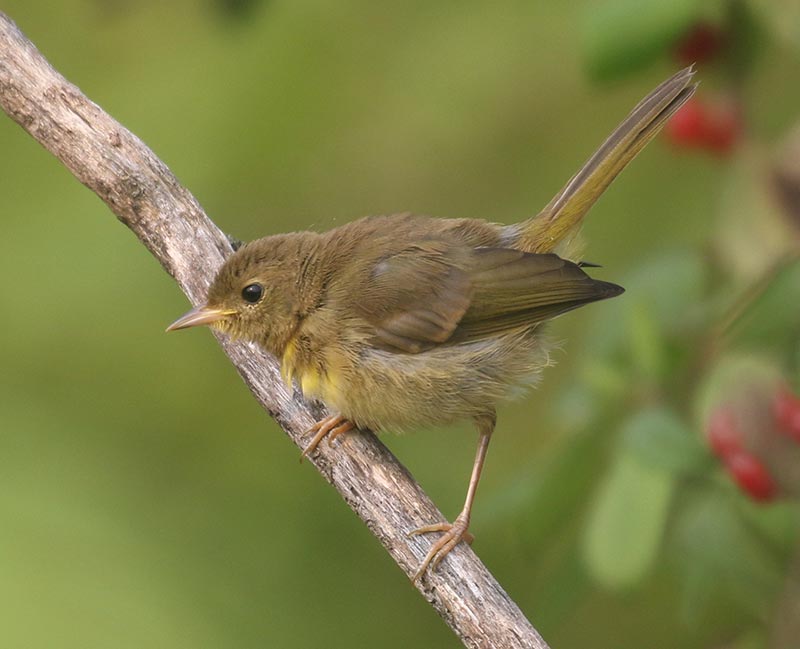 Mystery bird to be identified