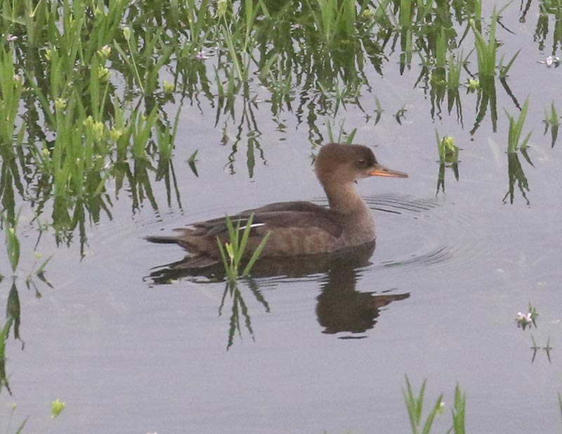 Mystery bird to be identified
