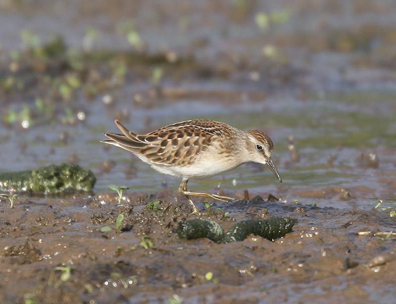 Mystery bird to be identified
