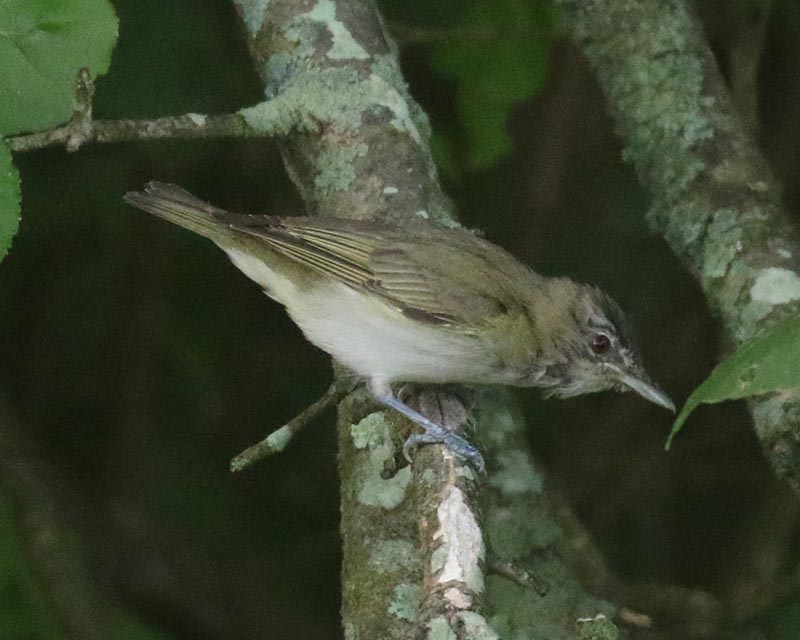 Mystery bird to be identified