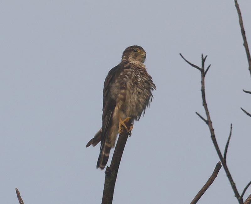 Mystery bird to be identified