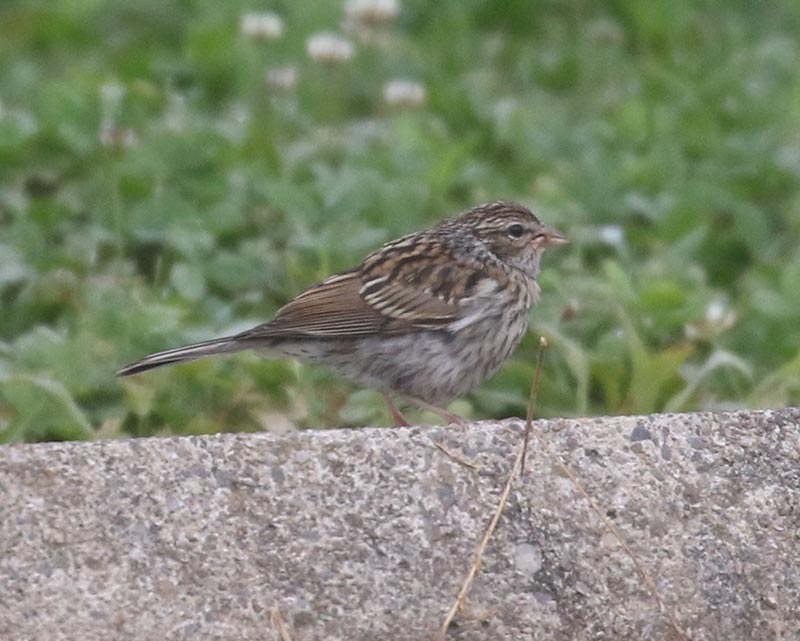 Mystery bird to be identified