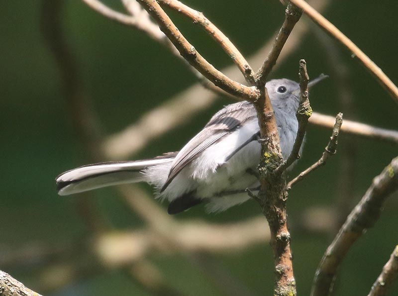 Mystery bird to be identified