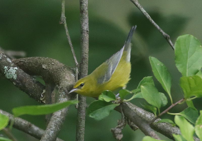 Mystery bird to be identified