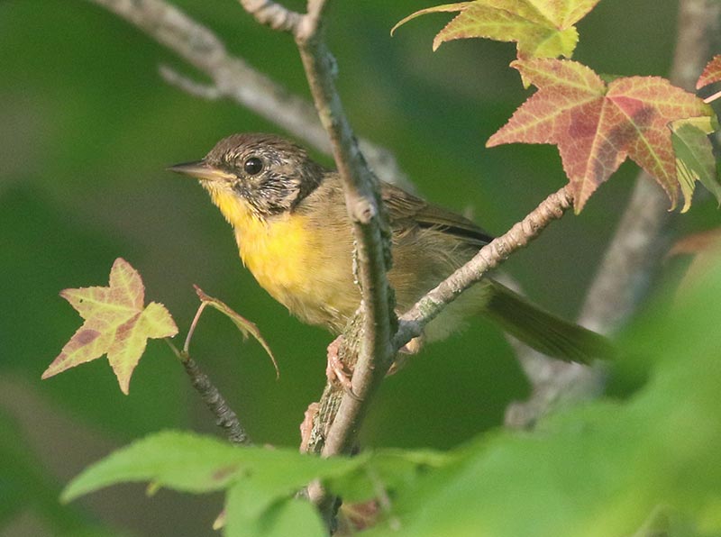 Mystery bird to be identified