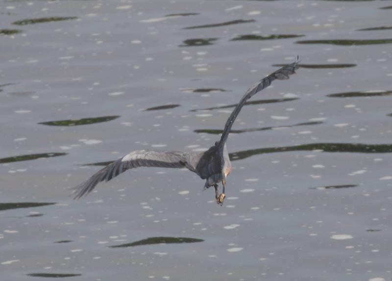 Mystery bird to be identified