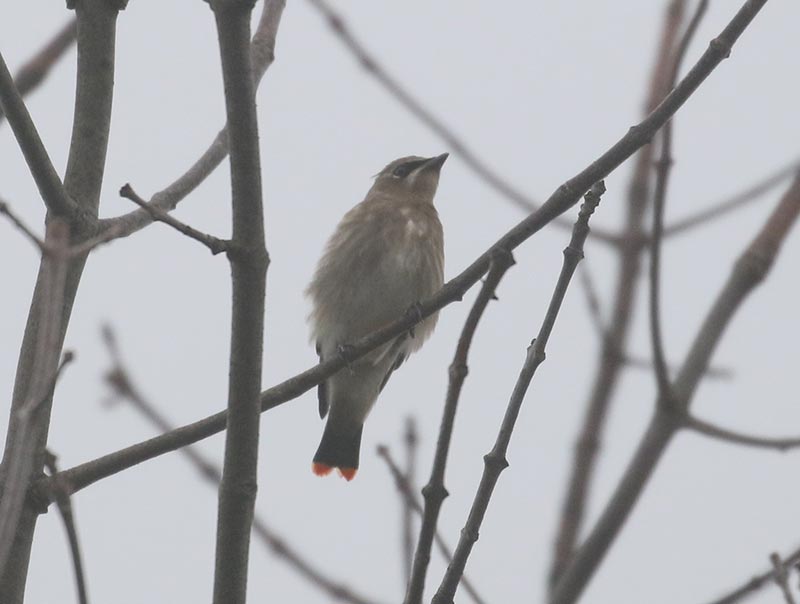 Mystery bird to be identified